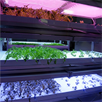 Plant factory reflector